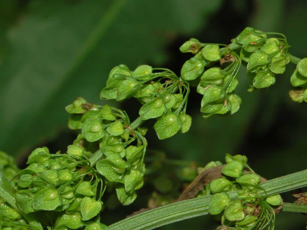 Rumex crispus / Romice crespo